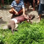 Foto: warga menyembelih babi hutan dipinggir sungai pedotan.