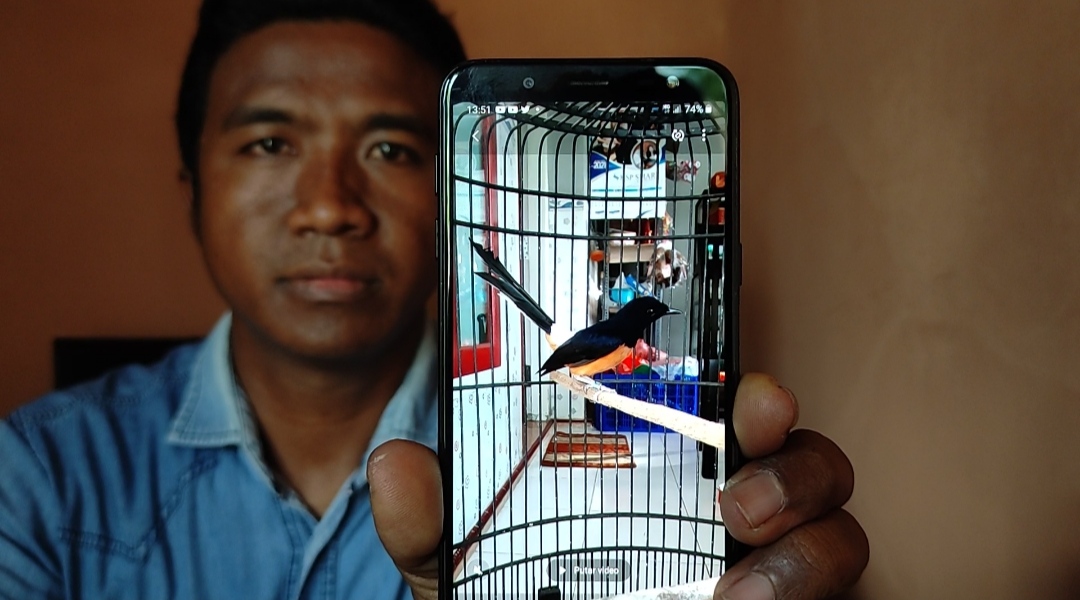 Burung batu medan milik NUrkhotib yang baru berusia 9 bulan