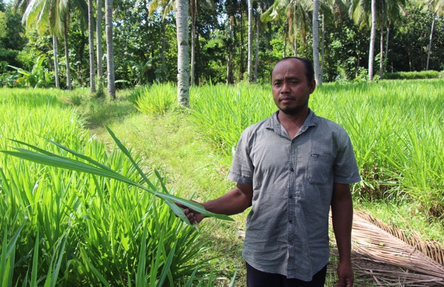 Foto : Budi Indrianto menujukan tanaman Suket gajah. (Doc,Rony).