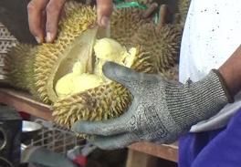Durian dari Bali ini memiliki variasi rasa. (Foto: Eko Purwanto).